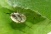 Bombylius sp.
